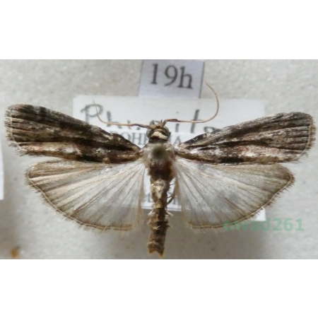 Phycita roborella (Denis & Schiffermüller, 1775) Czech19h